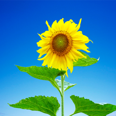 好心态，每天都是美好的一天